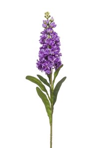 Matthiola spray purple 80cm