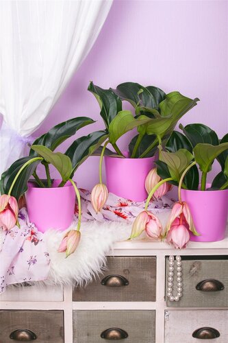 Medinilla, in 17cm-pot - afbeelding 3