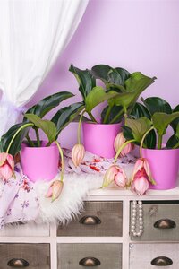 Medinilla, in 17cm-pot - afbeelding 3