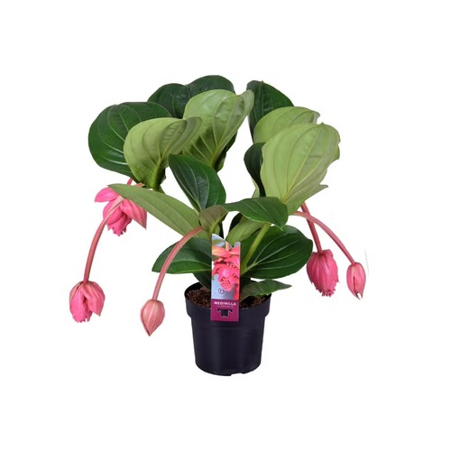 Medinilla, in 17cm-pot - afbeelding 1