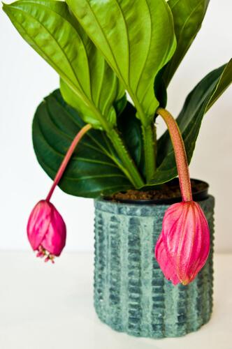 Medinilla, in 17cm-pot - afbeelding 2
