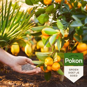 Pokon Mediterr. plantenmest 1kg - afbeelding 3