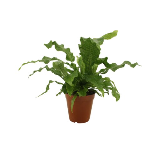 Microsorum Crocodyllus, in 7cm-pot