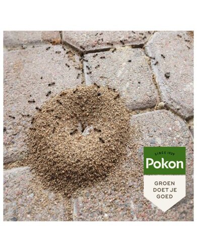 Pokon Mierenpoeder 250 gr - afbeelding 3