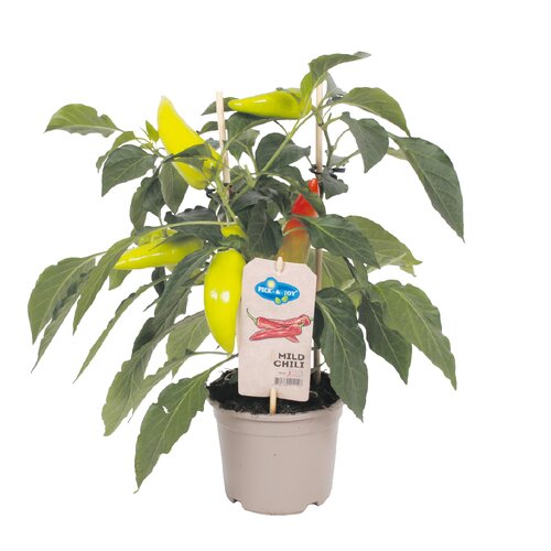 Pick&Joy Plant Milde chilipeper, in 14cm-pot