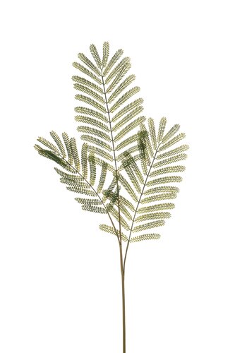 Mimosa Lvs Tak Zijde - 90cm Groen
