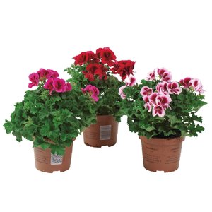 Mini Franse geranium