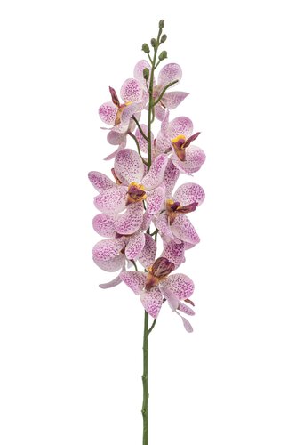 Mokara spray RT pink 70cm
