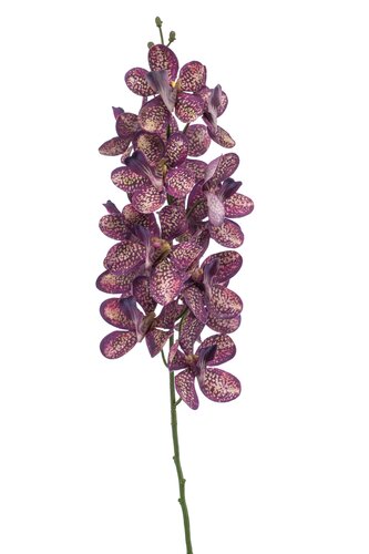 Mokara spray RT plum 70cm
