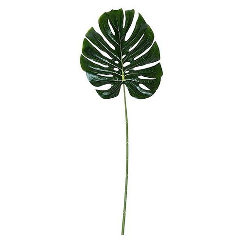 Monstera blad