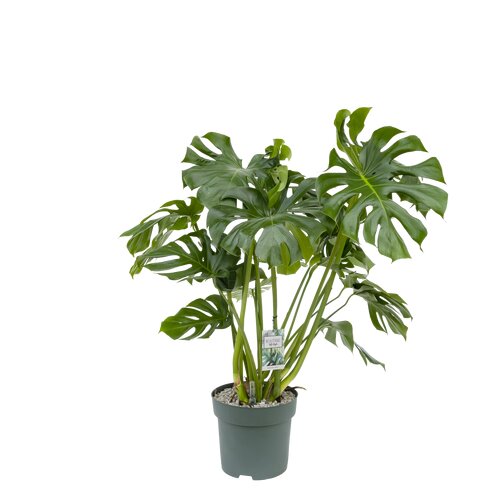 Monstera Deliciosa, in 24cm-pot