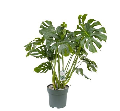 Monstera Deliciosa, in 30cm-pot - afbeelding 1