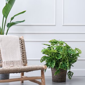 Monstera Obliqua in 27cm-pot - afbeelding 1