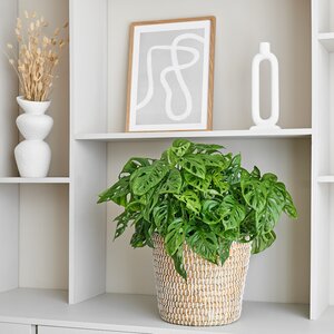 Monstera Obliqua in 27cm-pot - afbeelding 2