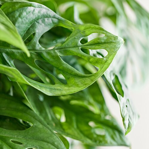 Monstera Obliqua in 27cm-pot - afbeelding 4