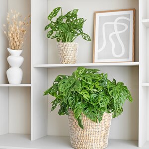 Monstera Obliqua in 27cm-pot - afbeelding 5