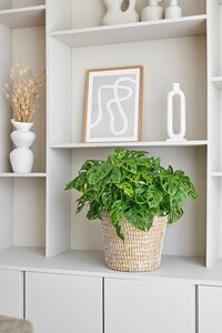 Monstera Obliqua in 27cm-pot - afbeelding 3