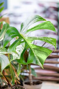 Monstera Thai Constellation, in 12cm-pot - afbeelding 3