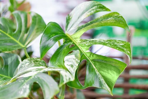 Monstera Thai Constellation, in 12cm-pot - afbeelding 2