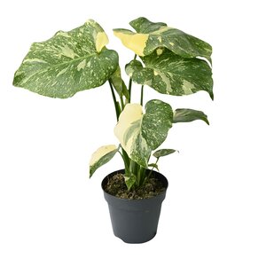 Monstera Thai Constellation, in 12cm-pot - afbeelding 1