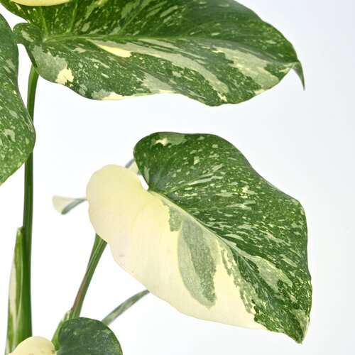 Monstera Thai Constellation, in 12cm-pot - afbeelding 2