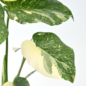 Monstera Thai Constellation, in 12cm-pot - afbeelding 2