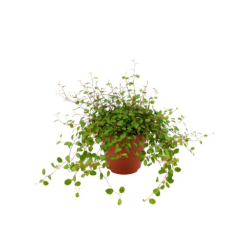 Muehlenbeckia Maori Moments, in 12cm-pot