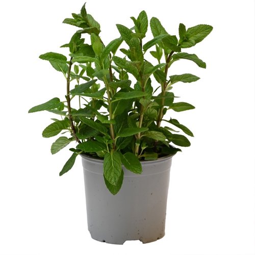 Munt Mojito, in 14cm-pot - afbeelding 1