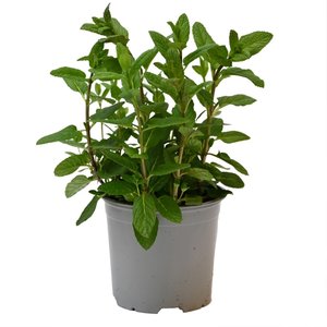 Munt Mojito, in 14cm-pot - afbeelding 1
