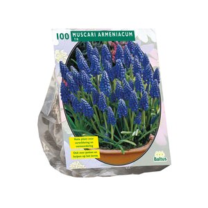 Muscari Armeniacum per 100 - afbeelding 1