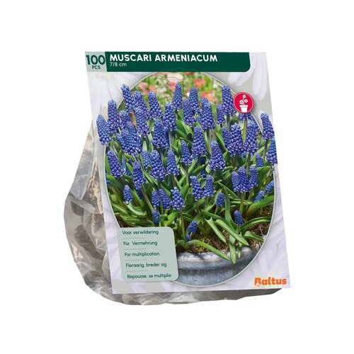 Muscari Armeniacum per 100 - afbeelding 2