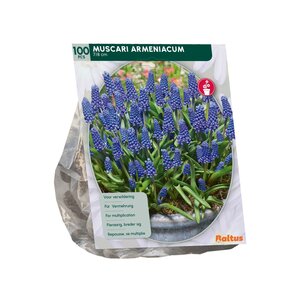 Muscari Armeniacum per 100 - afbeelding 2