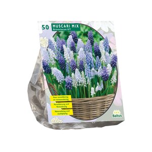 Muscari Mix per 50 - afbeelding 1