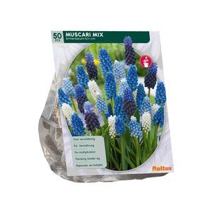 Muscari Mix per 50 - afbeelding 2