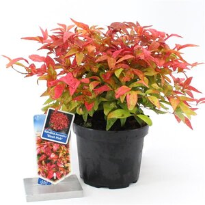 Nandina domestica Blush Pink, in 17cm-pot