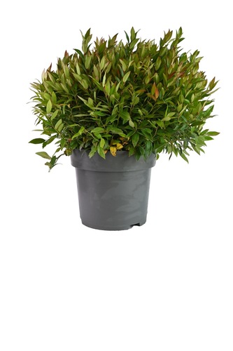 Nandina domestica Lemon and Lime, in 17cm-pot