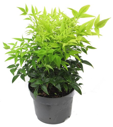 Nandina domestica Lemon and Lime, in 17cm-pot