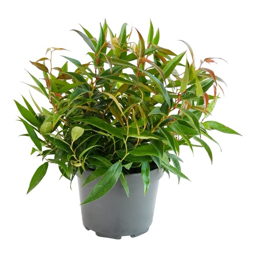 Nandina domestica Obsessed, in 17cm-pot