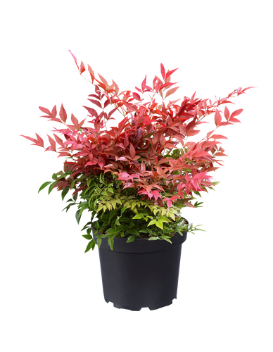 Nandina domestica Obsessed, in 17cm-pot