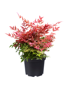 Nandina domestica Obsessed, in 17cm-pot