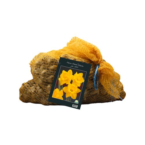 Narcis Dutch Master per 300