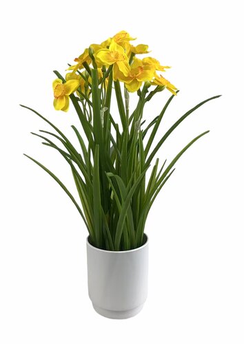 Narcis in pot H 40 cm