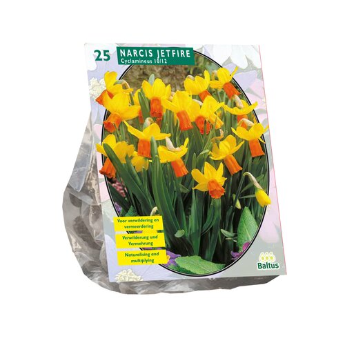 Narcis Mini Jetfire, Geel/Oranje per 25 - afbeelding 1