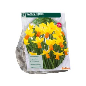 Narcis Mini Jetfire, Geel/Oranje per 25 - afbeelding 2