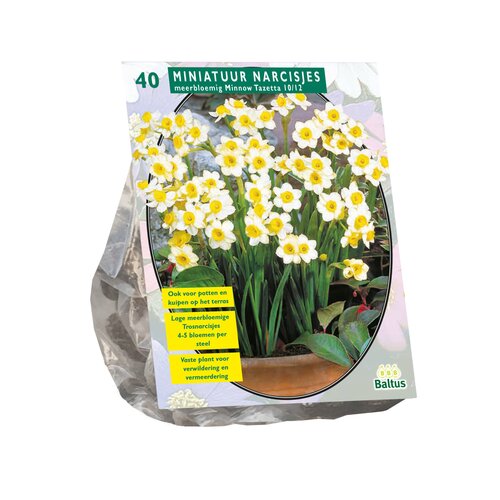 Narcis Mini Minnow per 40 - afbeelding 1