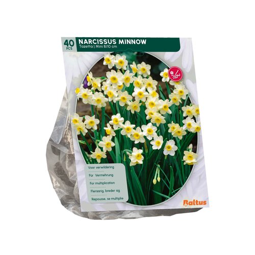 Narcis Mini Minnow per 40 - afbeelding 2