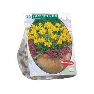 Narcis Mini Tête à Tête per 20 - afbeelding 1