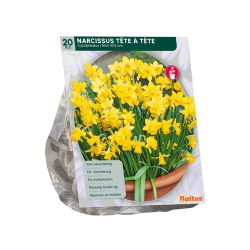 Narcis Mini Tête à Tête per 20 - afbeelding 2