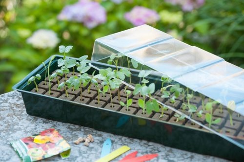 Nature kweekkas met groeimedium 49x15,5cm - afbeelding 9
