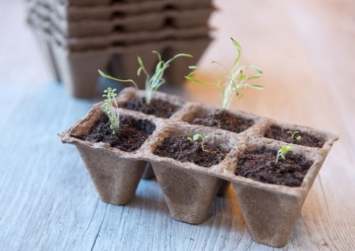Nature turfpotjes h5x4x4cm 12x12st - afbeelding 3